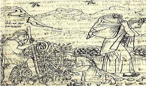 Minka: Hatunrunas realizando trabajo o faenas colectivas. | Fuente: «Nueva corónica i buen gobierno», de Felipe Guamán Poma de Ayala (1615).